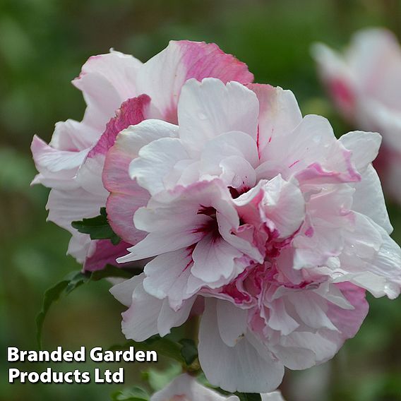 Hibiscus syriacus 'French Cabaret Trio'