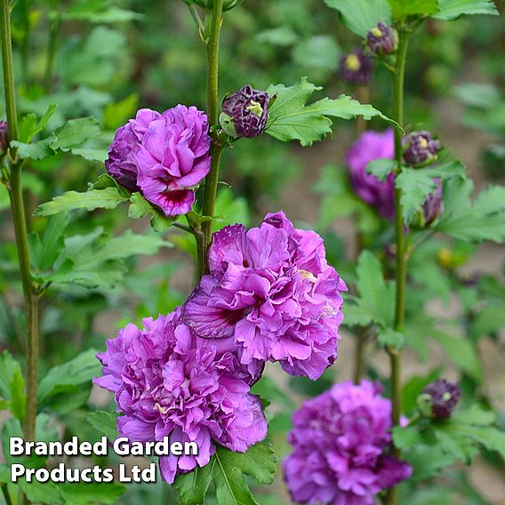 Hibiscus syriacus 'French Cabaret Trio'