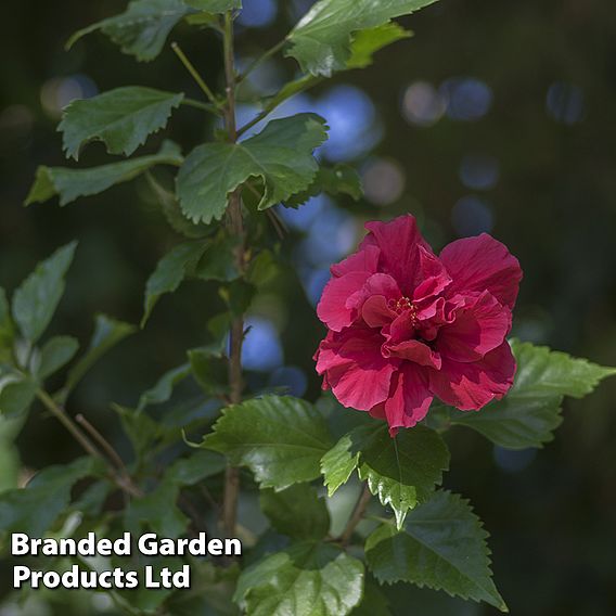 Hibiscus syriacus 'French Cabaret Red'