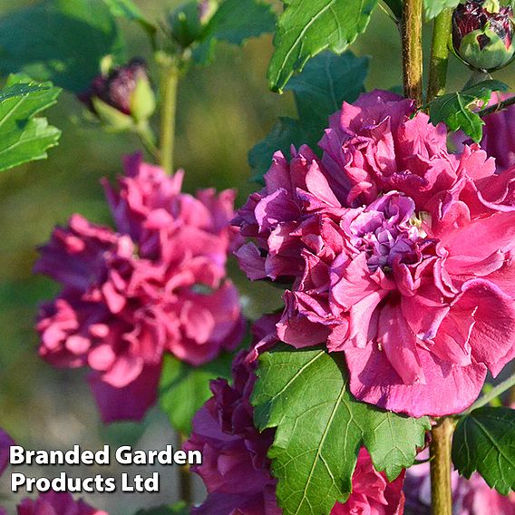 Hibiscus syriacus 'French Cabaret Trio'