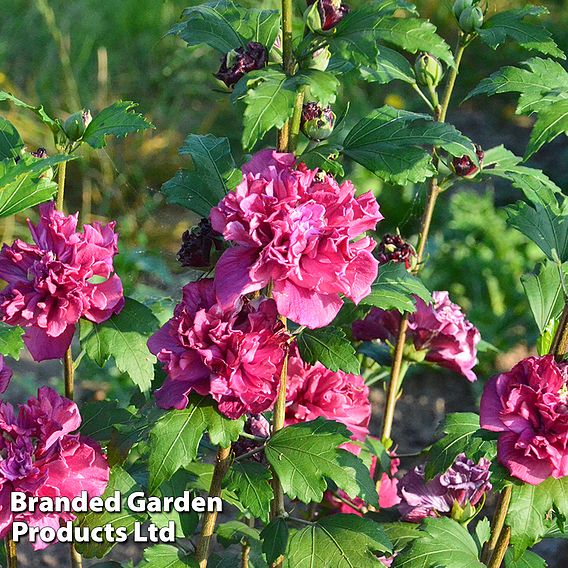 Hibiscus syriacus 'French Cabaret Trio'