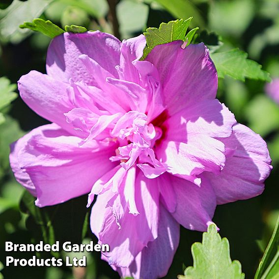 Hibiscus syriacus 'Lavender Chiffon'