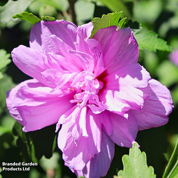 Hibiscus 'Mosaic'