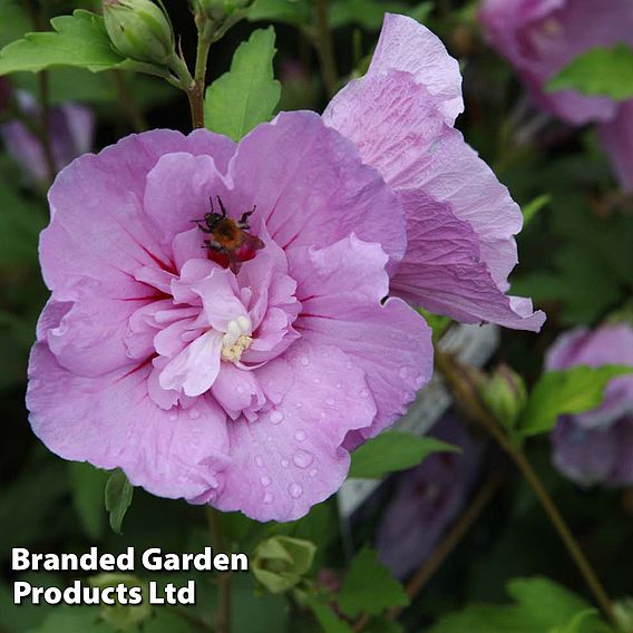 Hibiscus syriacus 'Lavender Chiffon'