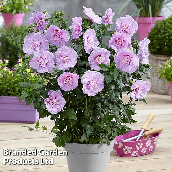 Hibiscus syriacus 'Lavender Chiffon'