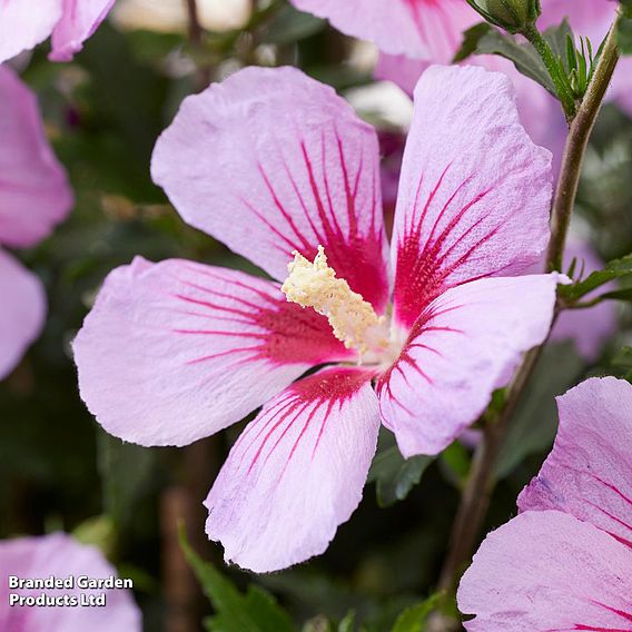 Hibiscus syriacus 'Little Legends Duo'