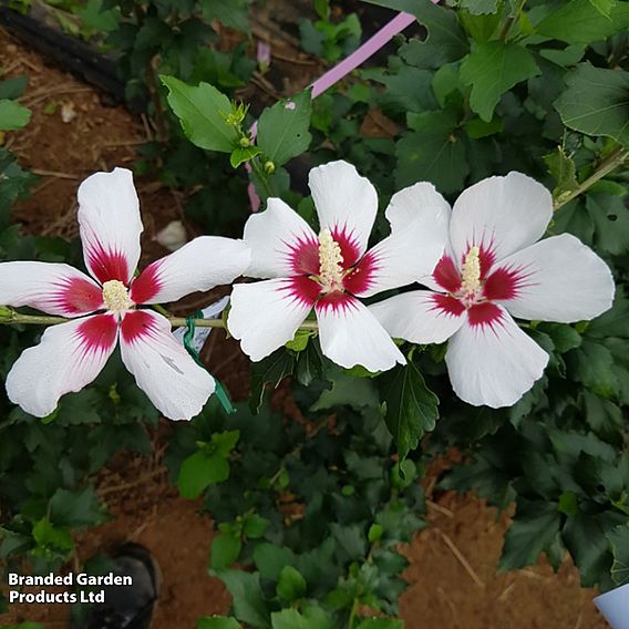 Hibiscus syriacus 'Little Legends Duo'