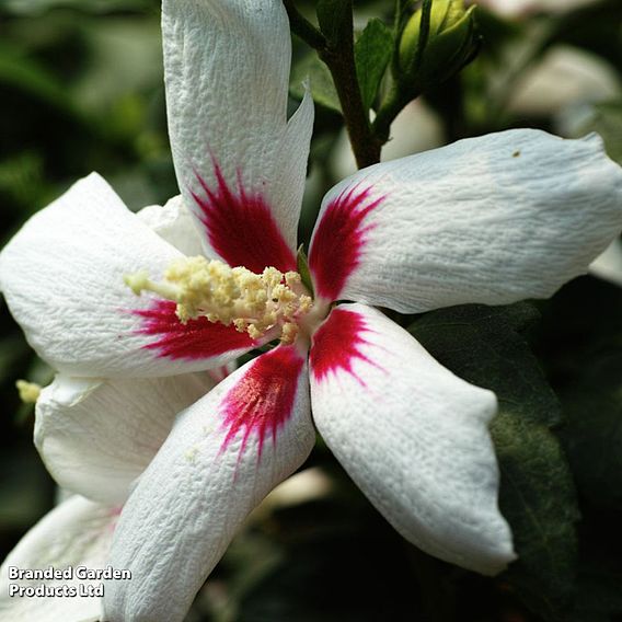 Hibiscus syriacus 'Little Legends Duo'