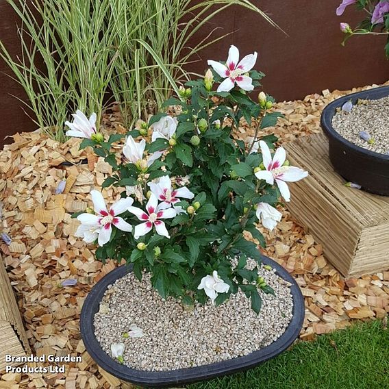 Hibiscus syriacus 'Little Legends White'