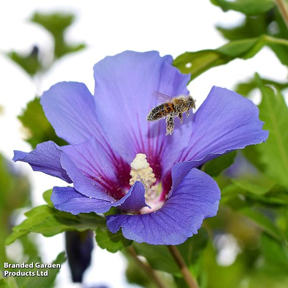 Hibiscus syriacus 'Oiseau Bleu'