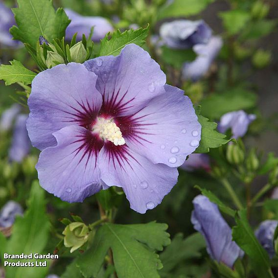 Hibiscus syriacus 'Oiseau Bleu'