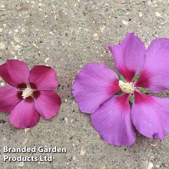 Hibiscus 'Walberton’s® Rose Moon'