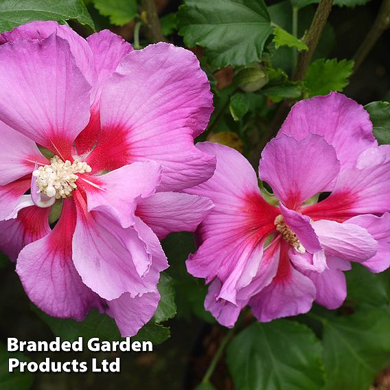 Hibiscus 'Walberton’s® Rose Moon'