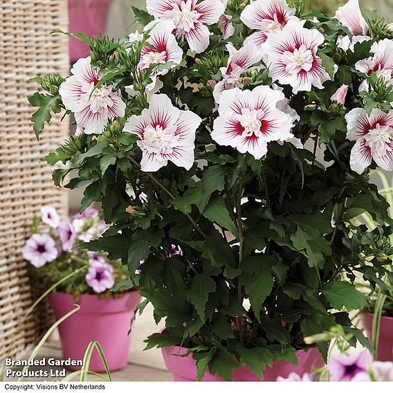 Hibiscus 'Starburst Chiffon'