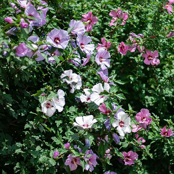 Hibiscus 'Mosaic'