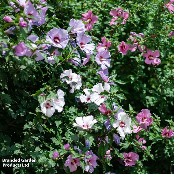 Hibiscus 'Mosaic'