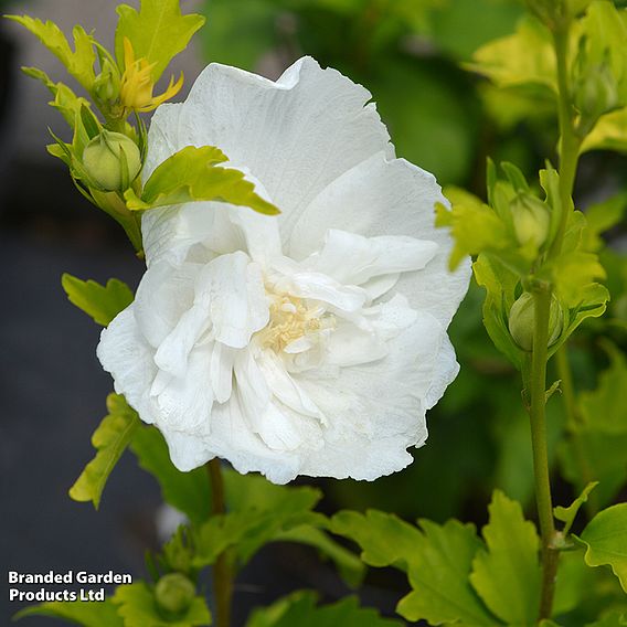 Hibiscus 'Mosaic'