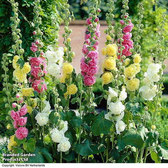 Hollyhock 'Chater's Double Mixed'