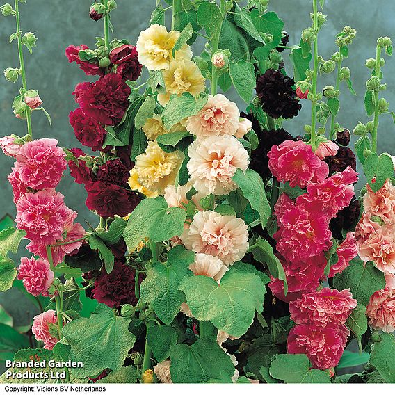 Hollyhock 'Chater's Double Mixed'