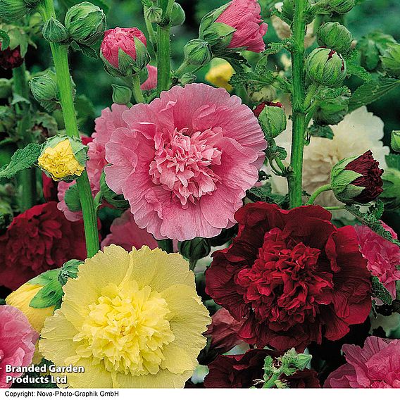 Hollyhock 'Chater's Double Mixed'