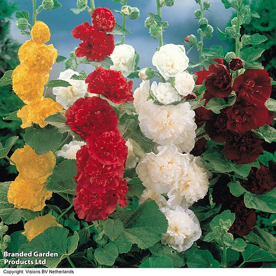 Hollyhock 'Chater's Double Mixed'