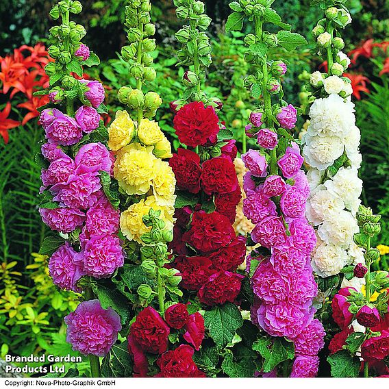 Hollyhock 'Chater's Double Mixed'