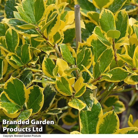 Holly 'Golden King'