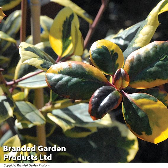 Holly 'Golden King'