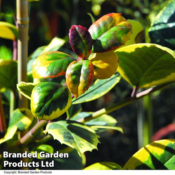 Holly 'Golden King'