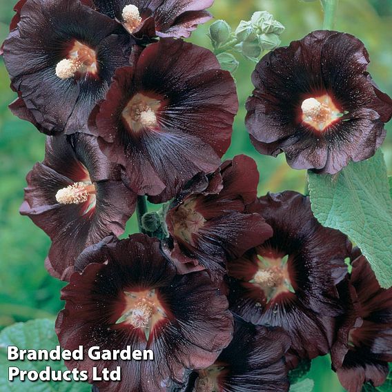 Hollyhock 'Nigra'