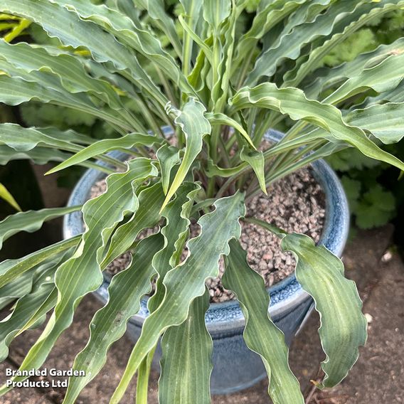 Hosta 'Silly String'