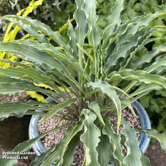 Hosta 'Silly String'