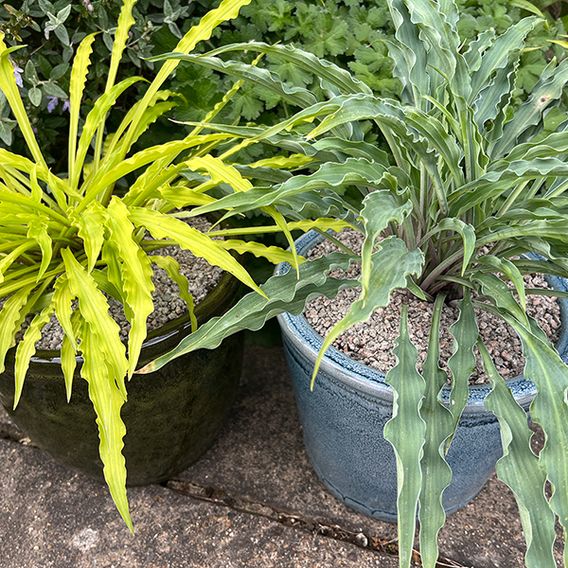 Hosta Party Duo