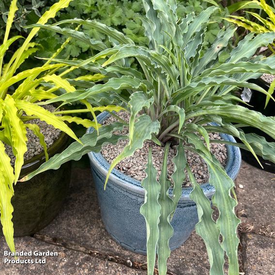 Hosta 'Silly String'