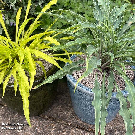 Hosta Party Duo