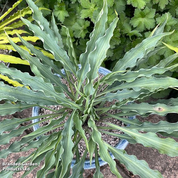 Hosta Party Duo