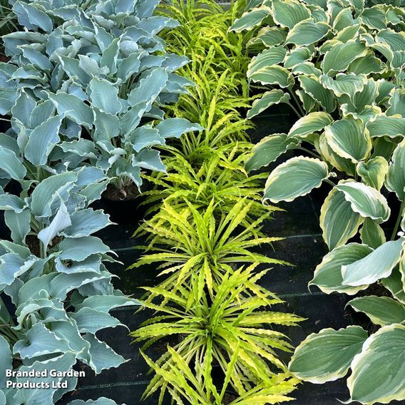 Hosta 'Party Streamers'