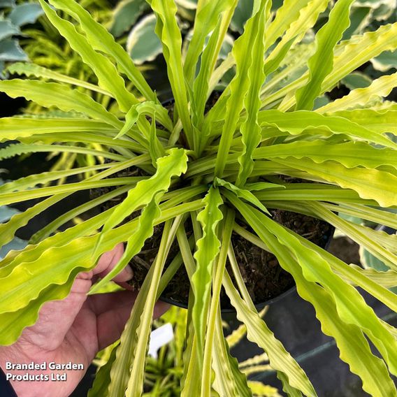 Hosta 'Party Streamers'