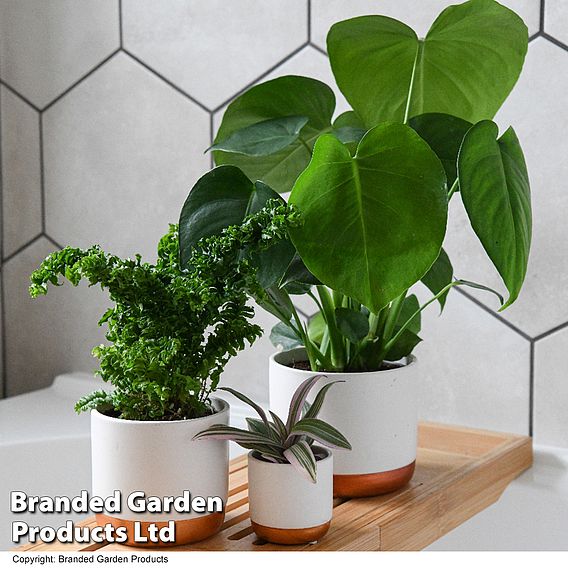 Green Houseplants Bathroom Trio