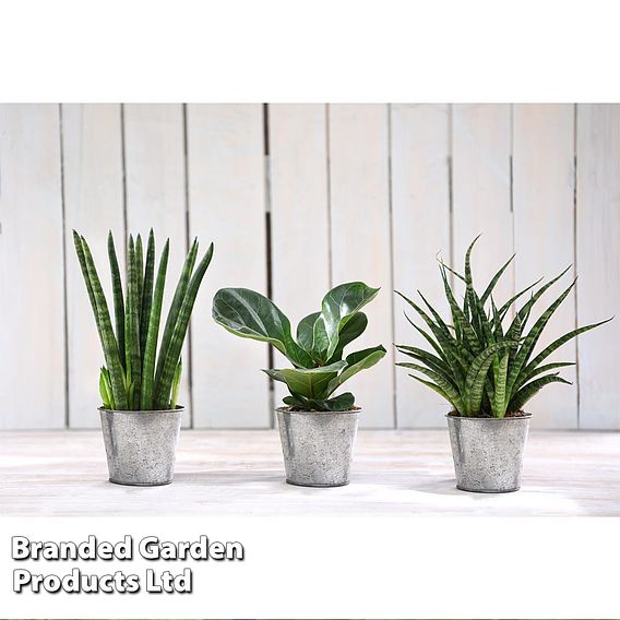 Easy Care Houseplant Collection