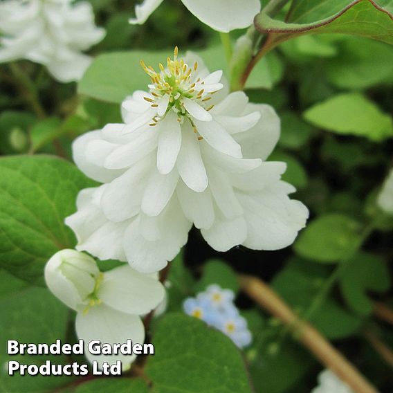 Houttuynia cordata 'Flore Pleno' (Marginal Aquatic)