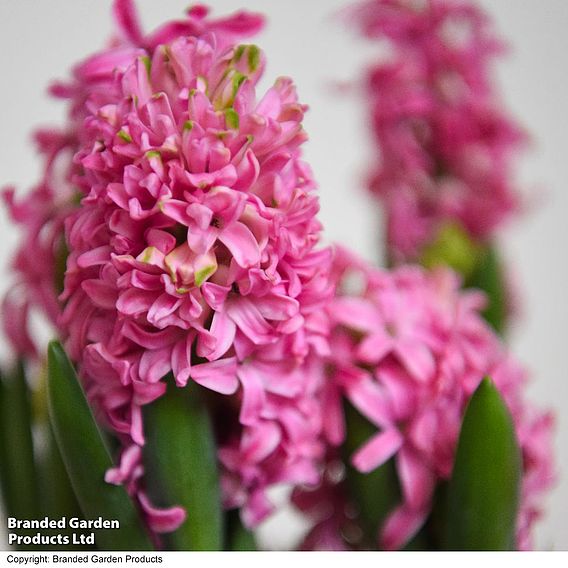 Hyacinth 'Pink Pearl' - Gift