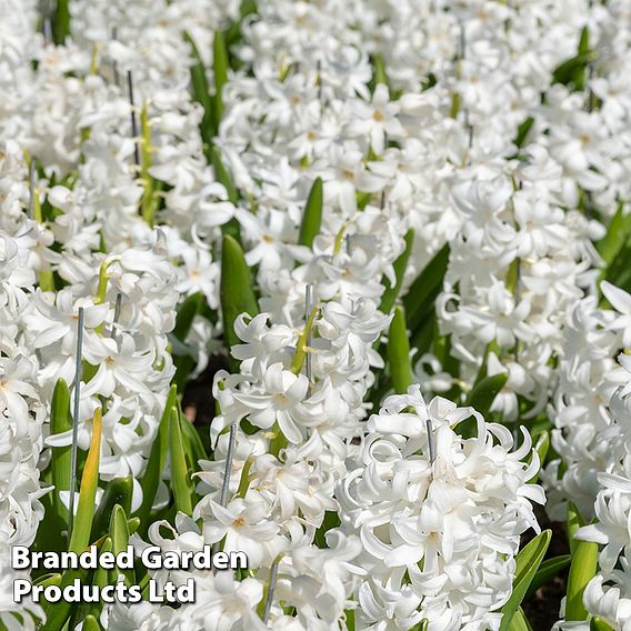 Hyacinth 'Carnegie'