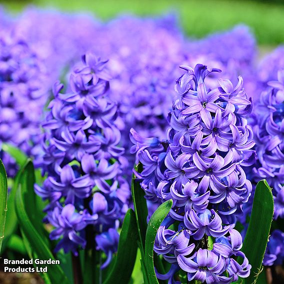 Hyacinth 'Delft Blue'