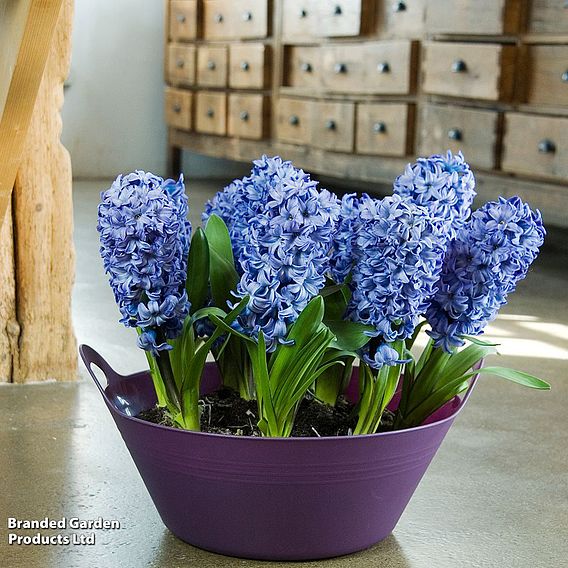 Hyacinth 'Delft Blue'