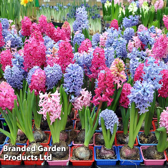 Hyacinth 'Value Mixed'