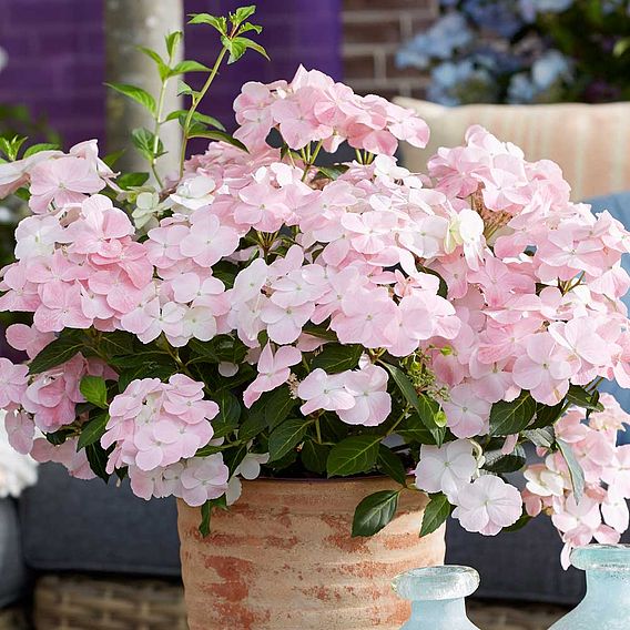 Hydrangea 'French Bolero'