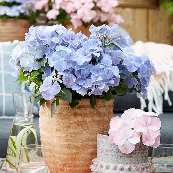 Hydrangea 'French Bolero'