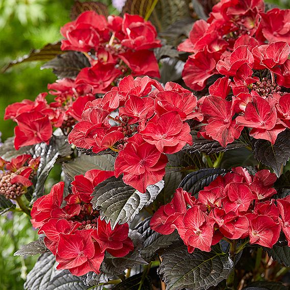 Hydrangea macrophylla x serrata 'After Midnight'