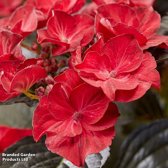 Hydrangea macrophylla x serrata 'After Midnight'